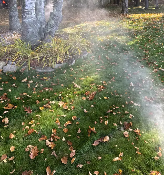 Mist rising from a sprinkler line being blown out beside a birch tree bed