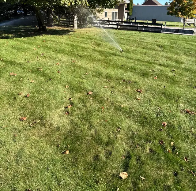 Fresh mowing stripes across a lawn with fallen leaves, irrigation hose laid out for a blowout